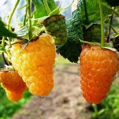 Малина ОРАНЖЕВОЕ ЧУДО в Мичуринске