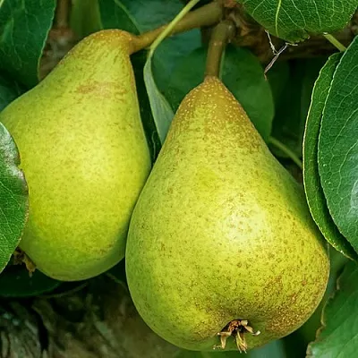 Груша Г-6 колонновидная в Мичуринске