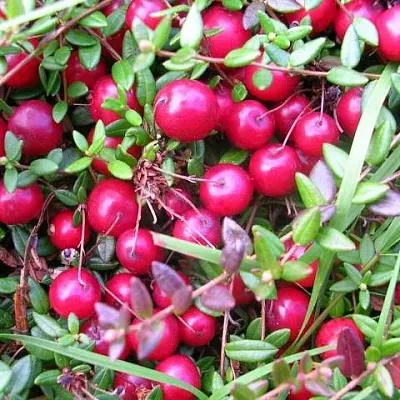 Клюква ПИЛИГРИМ  Клюква ПИЛИГРИМ в Мичуринске