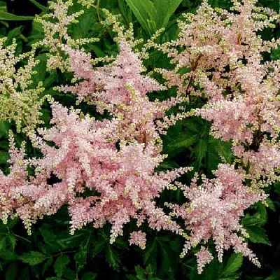 Астильба СЕСТРА ТЕРЕЗА Арендса  Астильба СЕСТРА ТЕРЕЗА Арендса в Мичуринске