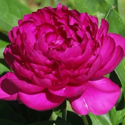 Пион БАРХАТ НОЧИ травянистый  Пион БАРХАТ НОЧИ травянистый в Мичуринске