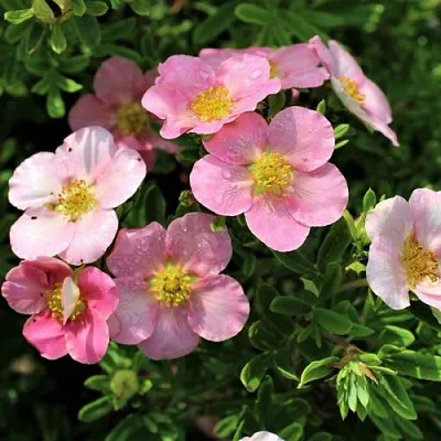 Лапчатка ЛАВЛИ ПИНК кустарниковая в Мичуринске