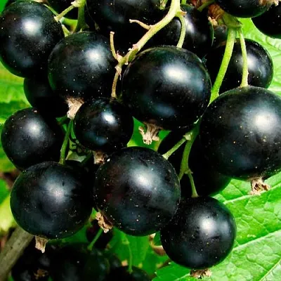 Чёрная в Мичуринске