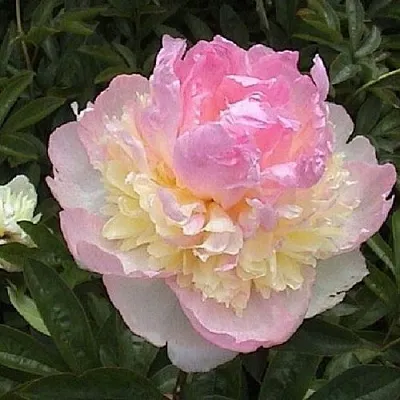 Пион РАСБЕРРИ САНДЕЙ травянистый  Пион РАСБЕРРИ САНДЕЙ травянистый в Мичуринске