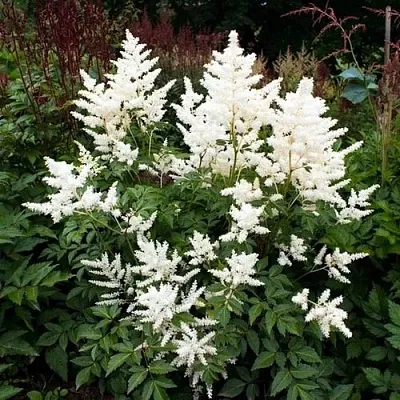 Астильба ДОЙЧЛАНД японская  Астильба ДОЙЧЛАНД японская в Мичуринске