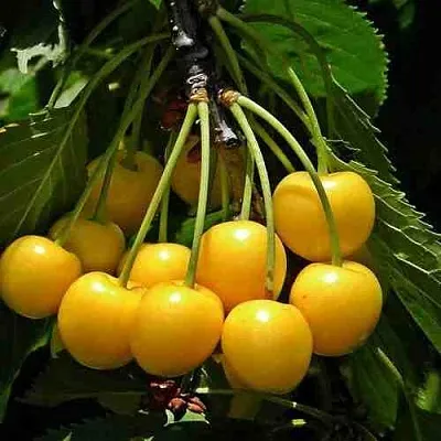 Черешня ЧЕРМАШНАЯ  Черешня ЧЕРМАШНАЯ в Мичуринске