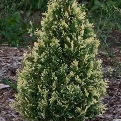 Туя БРАБАНТ ВАРИЕГАТТА западная — описание сорта Туя БРАБАНТ ВАРИЕГАТТА западная в Мичуринске