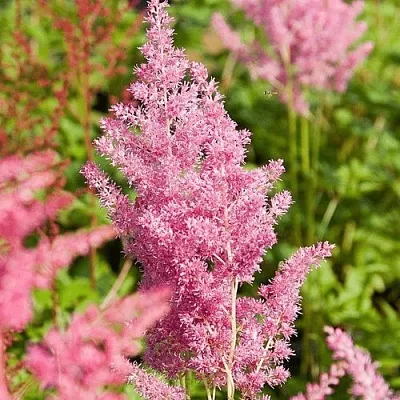 Астильба РЕЙНЛЕНД японская  Астильба РЕЙНЛЕНД японская в Мичуринске