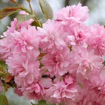 Сакура РОЗЕА ПЛЕНА  Сакура РОЗЕА ПЛЕНА в Мичуринске