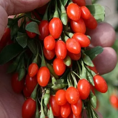 Годжи КОРЕАН БИГ  Годжи КОРЕАН БИГ в Мичуринске