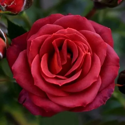 Саженцы роз ЧОКОЧИНО спрей  Саженцы роз ЧОКОЧИНО спрей в Мичуринске