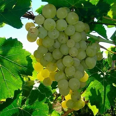 Виноград КИШМИШ МУСКАТНЫЙ  Виноград КИШМИШ МУСКАТНЫЙ в Мичуринске