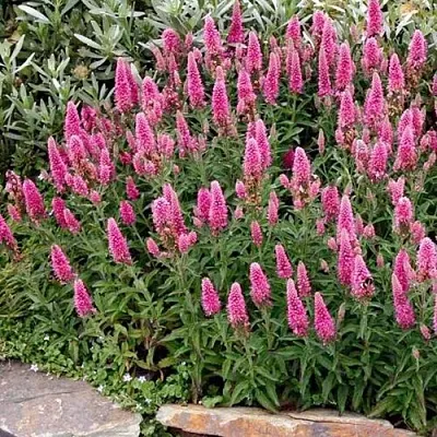 Вероника РОЗЕА колосковая  Вероника РОЗЕА колосковая в Мичуринске