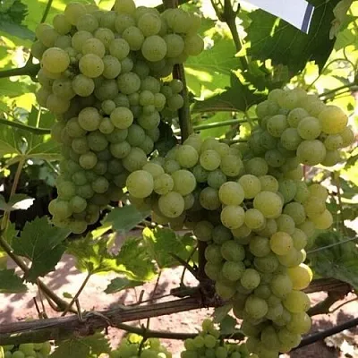 Виноград КИШМИШ 311  Виноград КИШМИШ 311 в Мичуринске