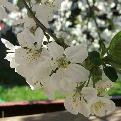 Вишня УМБРАКУЛИФЕРА  Вишня УМБРАКУЛИФЕРА в Мичуринске