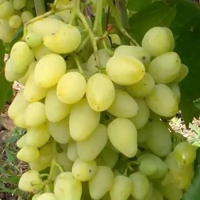 Виноград ЗАРНИЦА  Виноград ЗАРНИЦА в Мичуринске