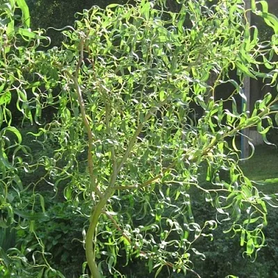 Ива МАТСУДАНА  Ива МАТСУДАНА в Мичуринске