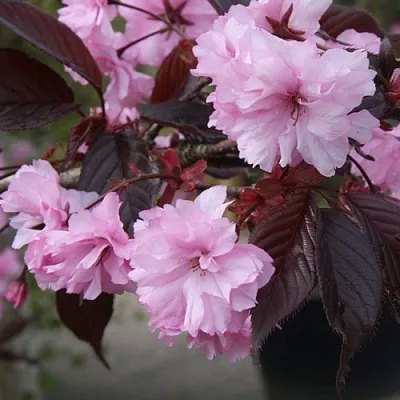 Сакура РОЯЛ БУРГУНДИ  Сакура РОЯЛ БУРГУНДИ в Мичуринске