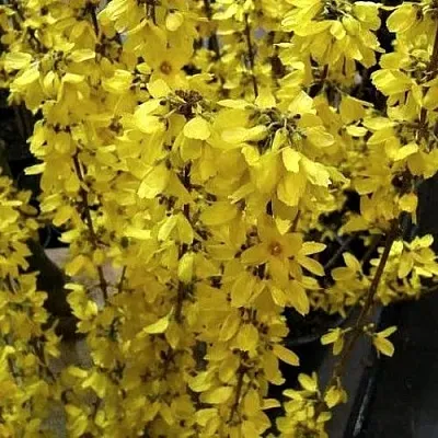 Форзиция ГОЛДРАУШ  Форзиция ГОЛДРАУШ в Мичуринске