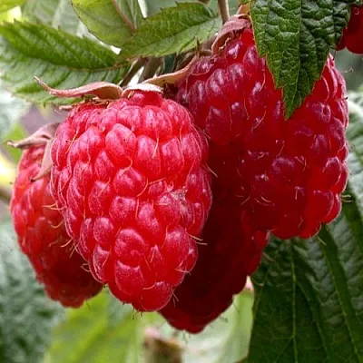 Малина КВЕЛЛИ  Малина КВЕЛЛИ в Мичуринске