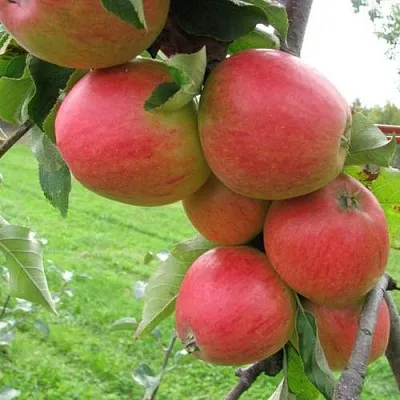 Яблоня ПИККОЛО в Мичуринске