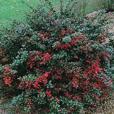 Барбарис РЕД ДЖЕВЕЛ средний   Барбарис РЕД ДЖЕВЕЛ средний  в Мичуринске