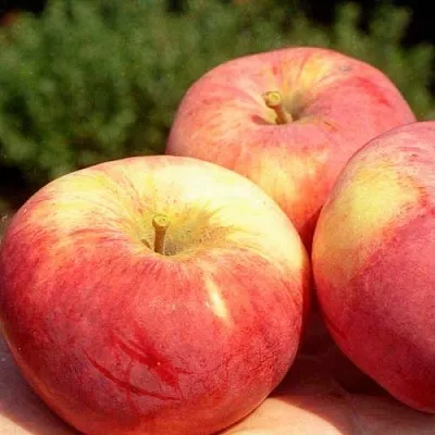 Яблоня ОРЛОВИМ в Мичуринске