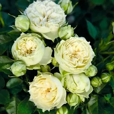 Саженцы роз БЛАНШЕТТ спрей  Саженцы роз БЛАНШЕТТ спрей в Мичуринске