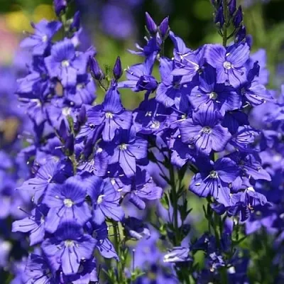 Вероника австрийская  Вероника австрийская в Мичуринске