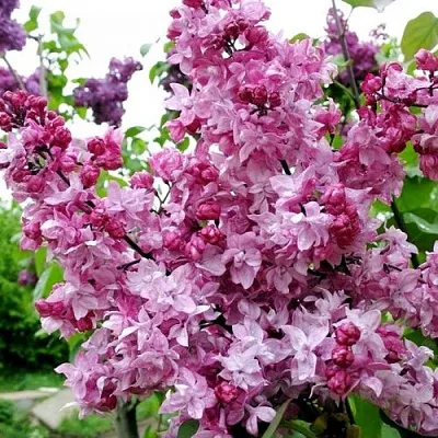 Сирень ОЛИМПИАДА КОЛЕСНИКОВА в Мичуринске