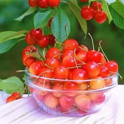 Черешня НАСЛАЖДЕНИЕ  Черешня НАСЛАЖДЕНИЕ в Мичуринске