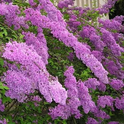 Сирень КИТАЙСКАЯ в Мичуринске