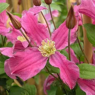 Клематис ИНСПИРЕЙШН ЗОЙН в Мичуринске