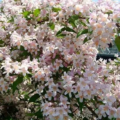 Кольквиция прелестная в Мичуринске