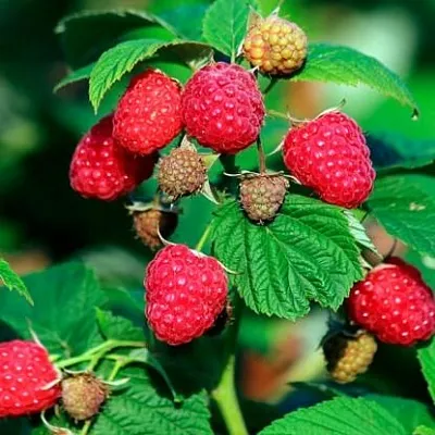 Малиновое дерево в Мичуринске