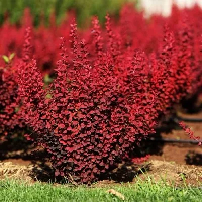 Барбарис ОРАНЖ РОКЕТ тунберга  Барбарис ОРАНЖ РОКЕТ тунберга в Мичуринске