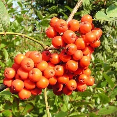 Рябина КОНЦЕНТРА сладкоплодная  Рябина КОНЦЕНТРА сладкоплодная в Мичуринске