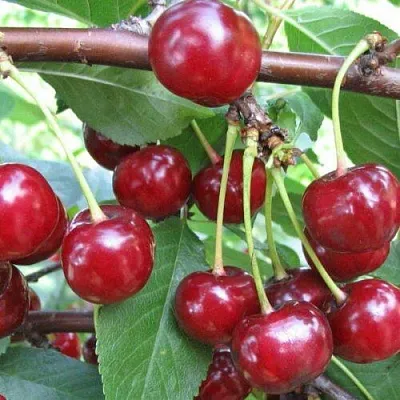 Вишня ТУРГЕНЕВКА  Вишня ТУРГЕНЕВКА в Мичуринске