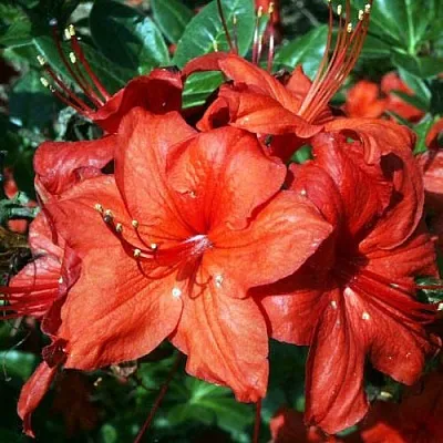 Азалия ДОЛОРОСО листопадная в Мичуринске