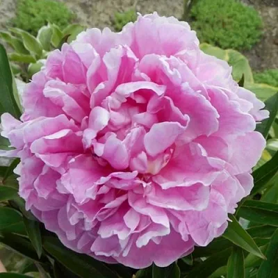 Пион РИМ травянистый  Пион РИМ травянистый в Мичуринске