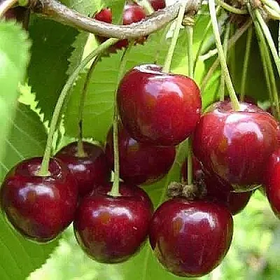 Вишня ХАРИТОНОВСКАЯ  Вишня ХАРИТОНОВСКАЯ в Мичуринске