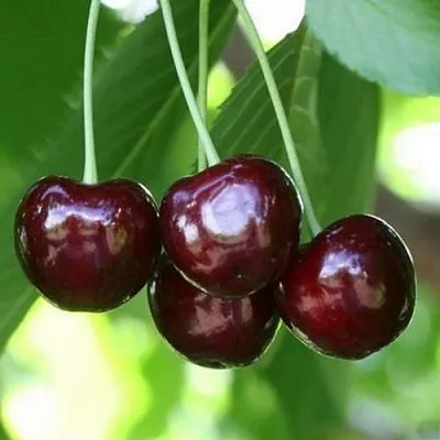 Черешня ЛЕНИНГРАДСКАЯ ЧЁРНАЯ  Черешня ЛЕНИНГРАДСКАЯ ЧЁРНАЯ в Мичуринске