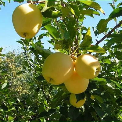 Яблоня ГОЛДЕН МИЛЛЕНИУМ  Яблоня ГОЛДЕН МИЛЛЕНИУМ в Мичуринске