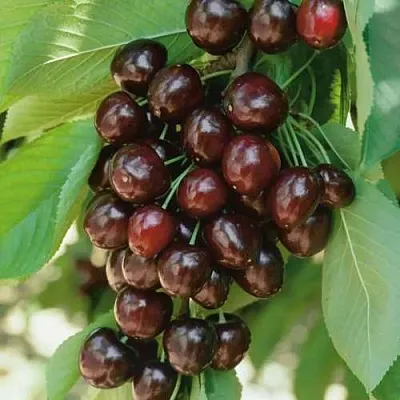 Черешня РЕВНА  Черешня РЕВНА в Мичуринске