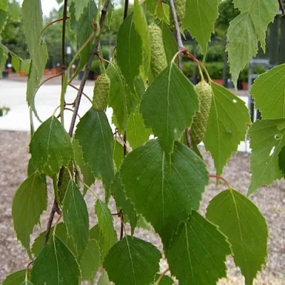 Береза ФАСЦИНЕЙШЕН белая  в Мичуринске