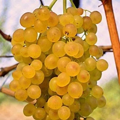 Виноград КИШМИШ КОКТЕЙЛЬ  Виноград КИШМИШ КОКТЕЙЛЬ в Мичуринске