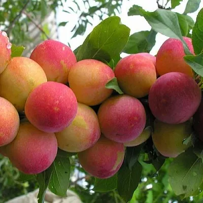 Слива СКОРОПЛОДНАЯ в Мичуринске