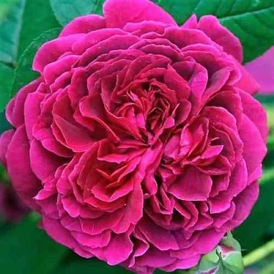 Саженцы роз ВИЛЬЯМ ШЕКСПИР английская  Саженцы роз ВИЛЬЯМ ШЕКСПИР английская в Мичуринске