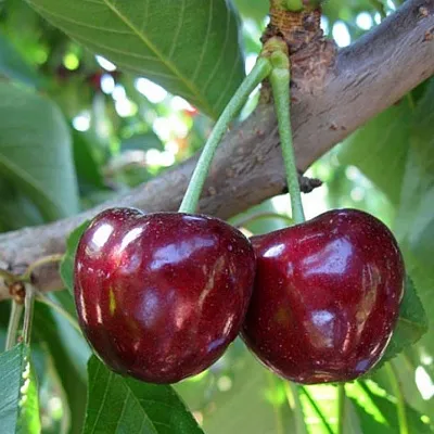 Черешня СЮБАРОВСКАЯ  Черешня СЮБАРОВСКАЯ в Мичуринске