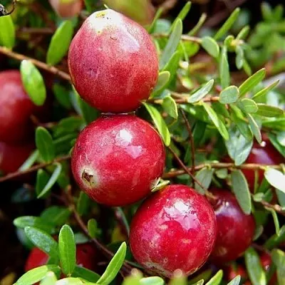 Клюква СТИВЕНС  Клюква СТИВЕНС в Мичуринске